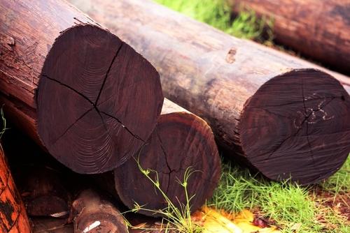 Kayu Ulin