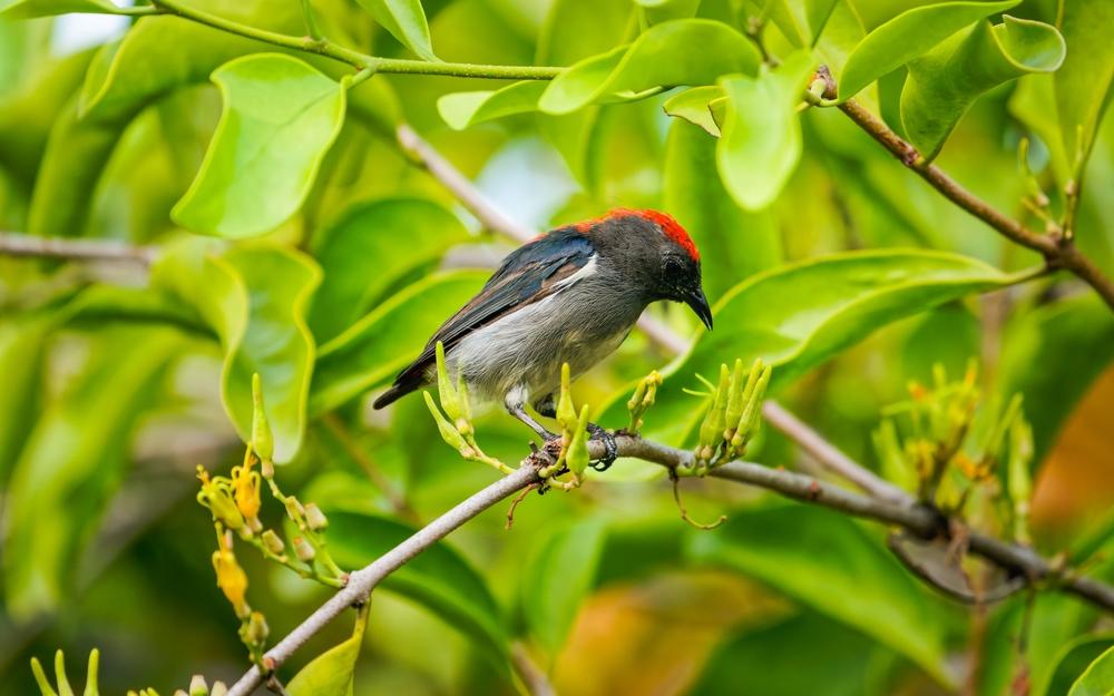 Burung Madu Matari, Si Kecil Penjaga Hutan
