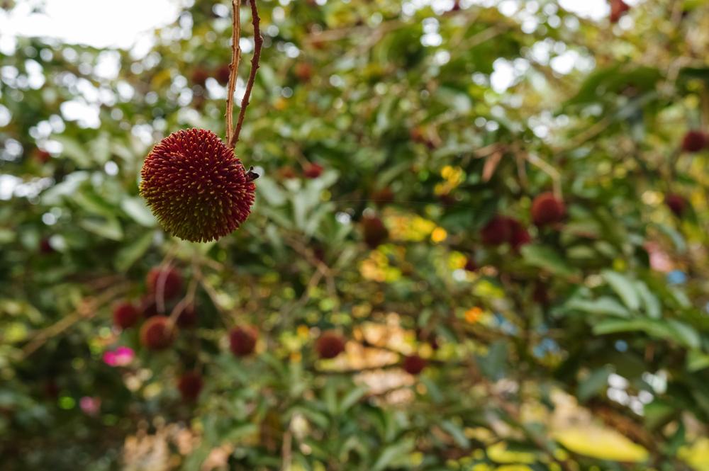 Buah Tenggaring, Keunikan Rasa dari Hutan Kalimantan