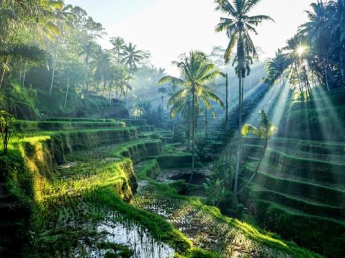 Follow the Holiday of the Obamas: Plan your Ultimate Bali Family Trip