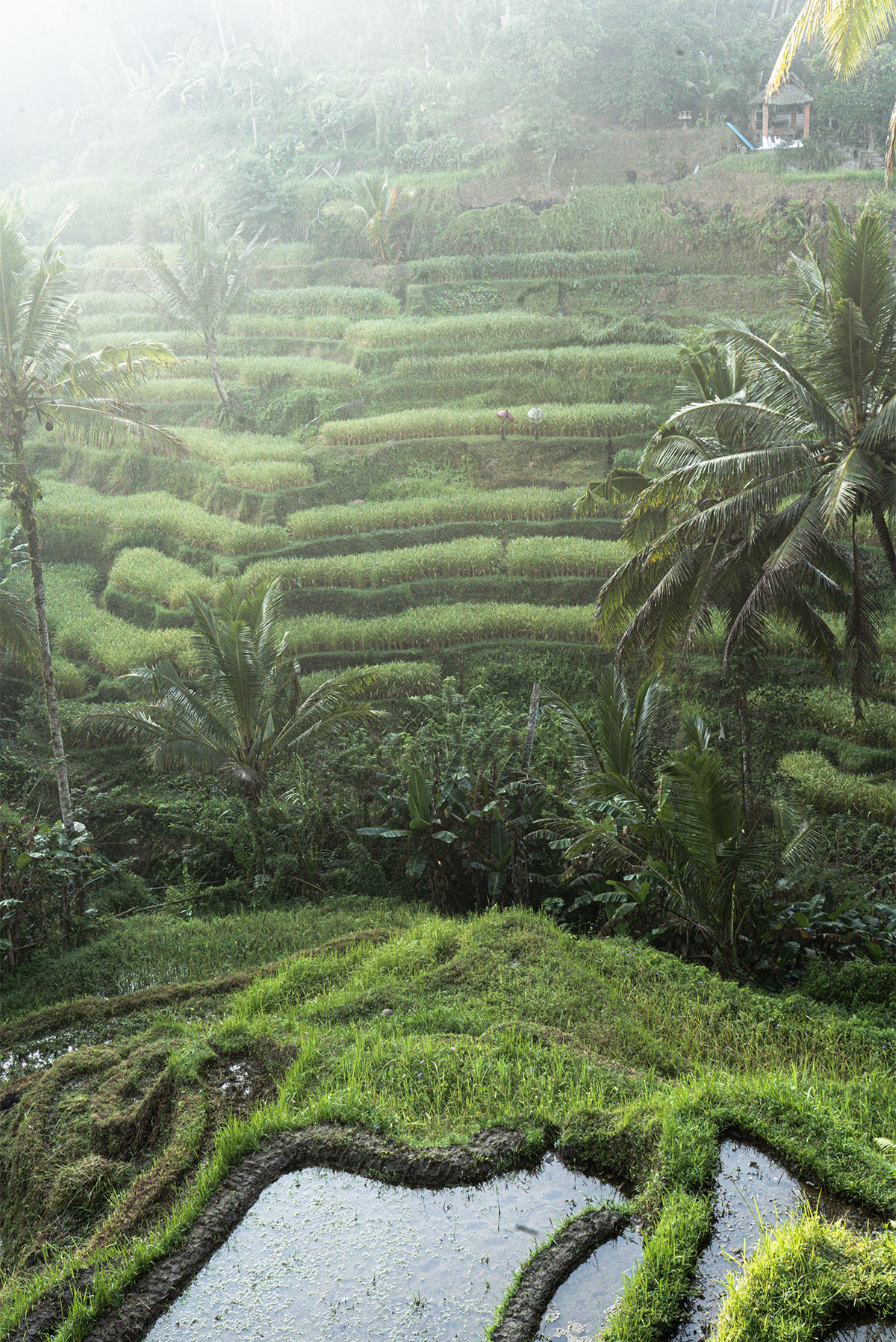 Sawah Terasering Tegallalang, Desa Wisata Mas, Ubud, Bali