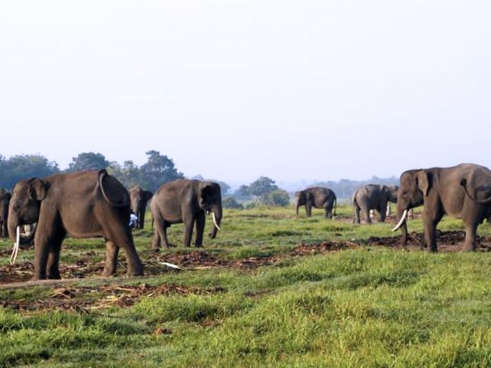 Indonesiens mächtige tropische Regenwälder und einzigartige bedrohte Tierwelt