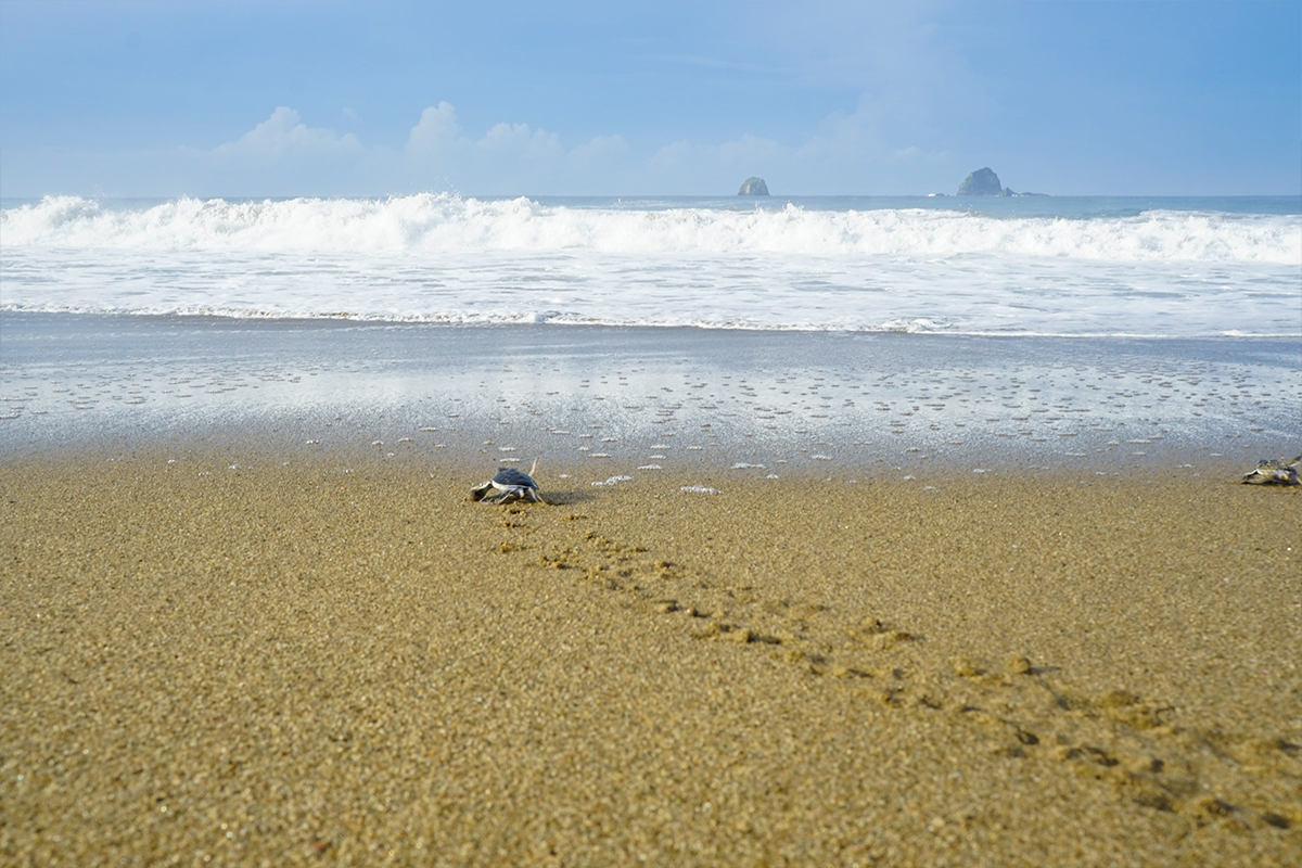 7 Secret Beaches in Banyuwangi That Will Leave You Awestruck