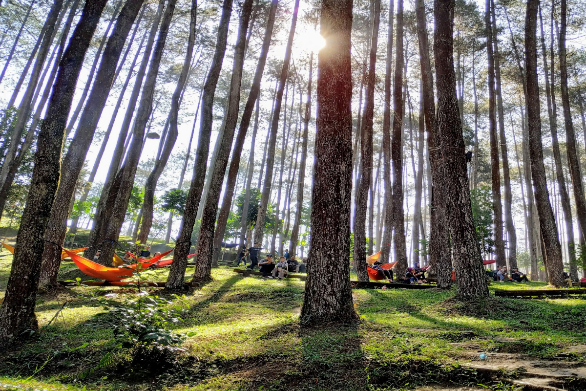 Beautiful Pine Forests in Tropical Indonesia