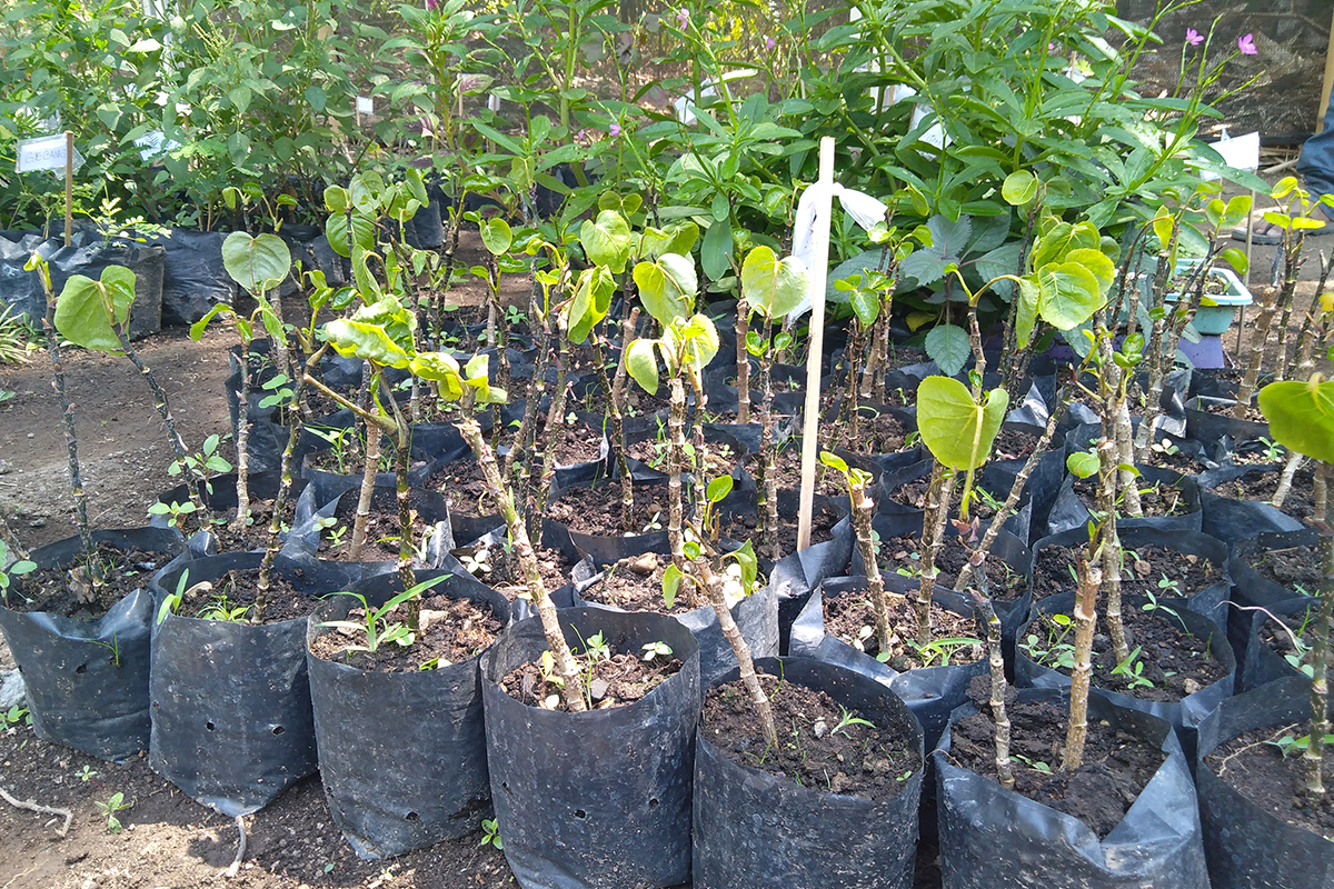 desa wisata bilebante