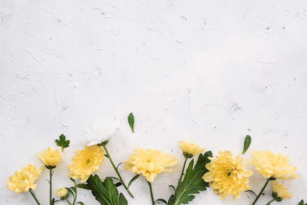 Yellow carnation flowers and copy space