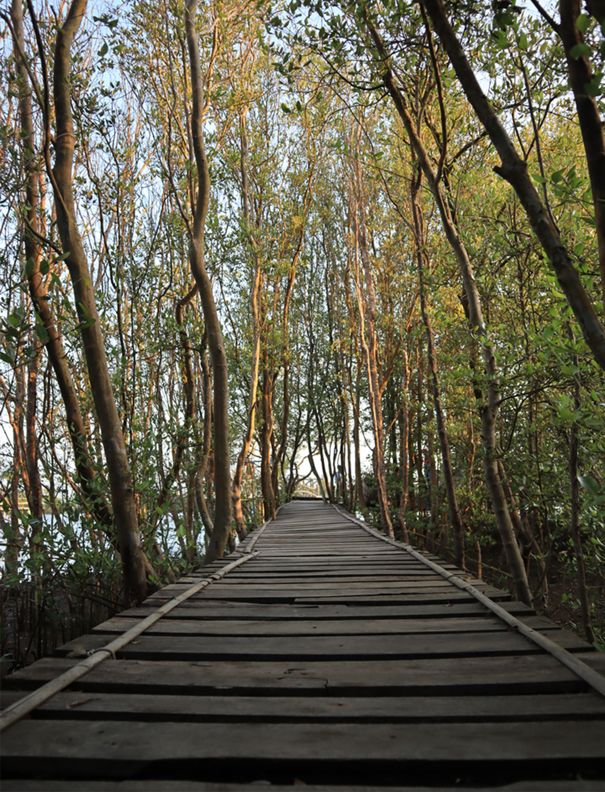 mangrove forest