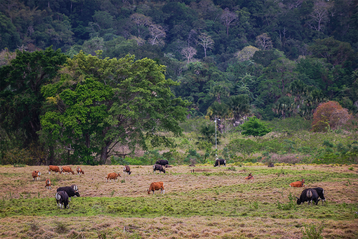 5 Spectacular Things to Make the Most Out of Banyuwangi