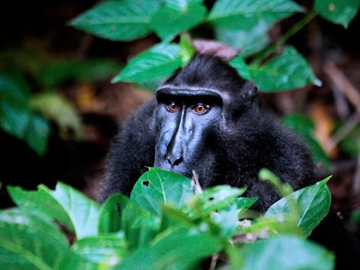 Indonesiens mächtige tropische Regenwälder und einzigartige bedrohte Tierwelt