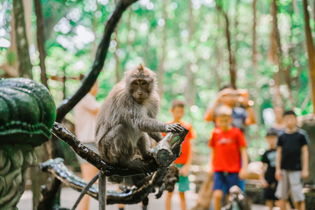 a monkey sits on a branch at Monkey Forest Ubud