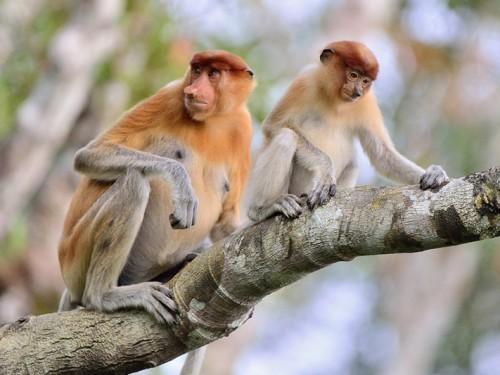 7 Amazing Places You Need to Visit in BANJARMASIN