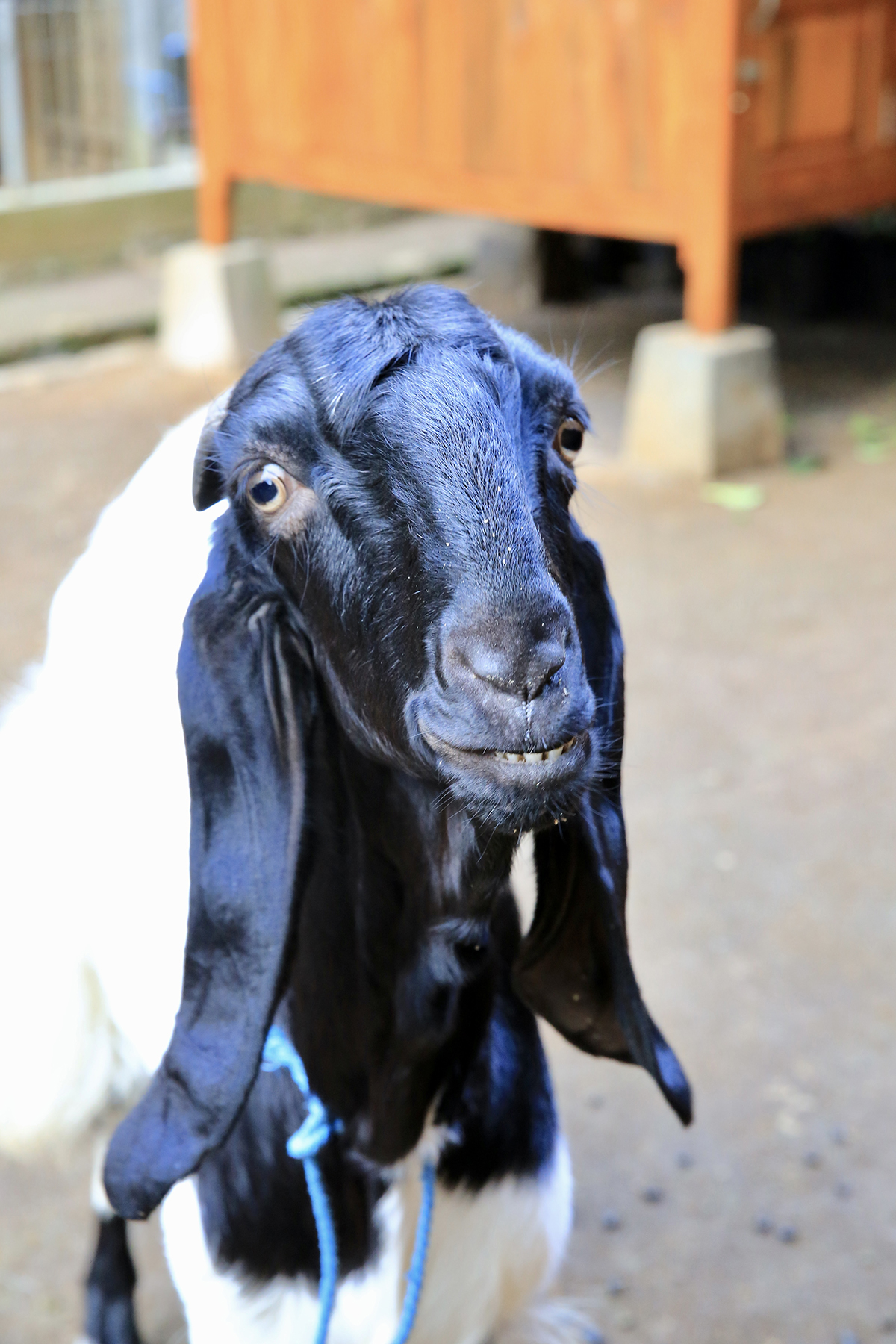 kambing etawa