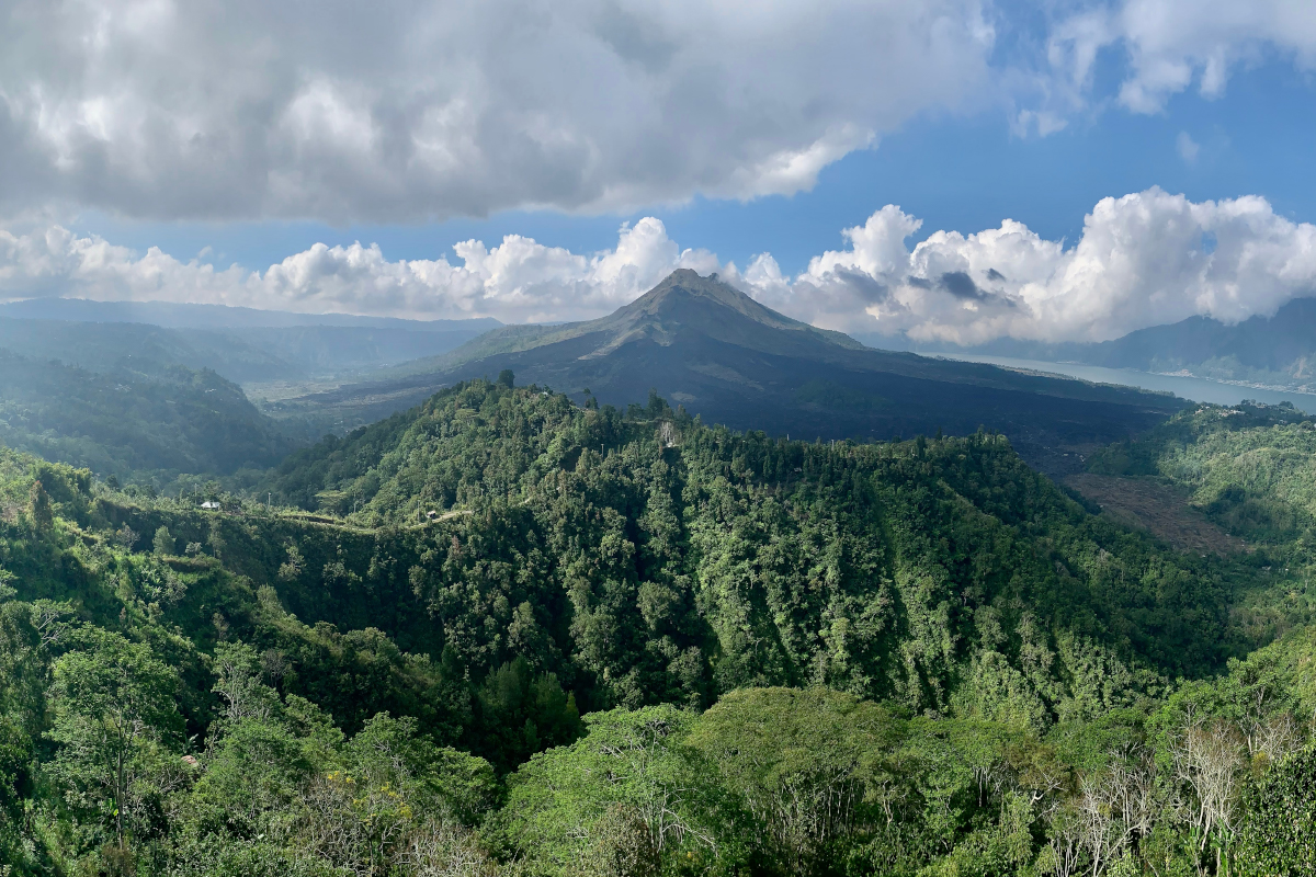 Beautiful Pine Forests in Tropical Indonesia
