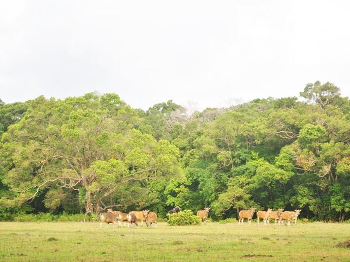Indonesiens mächtige tropische Regenwälder und einzigartige bedrohte Tierwelt