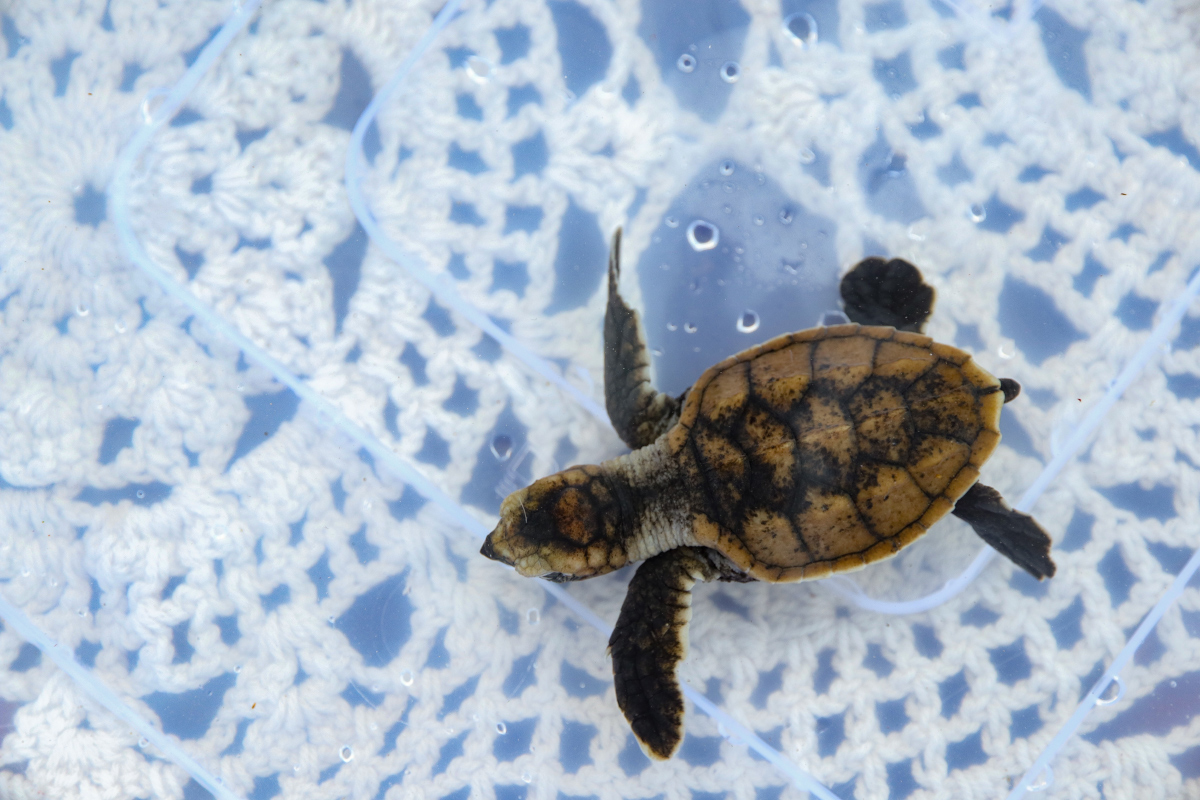 4 Aktivitas Menarik Saat Menjelajahi Desa Wisata Apar Pariaman