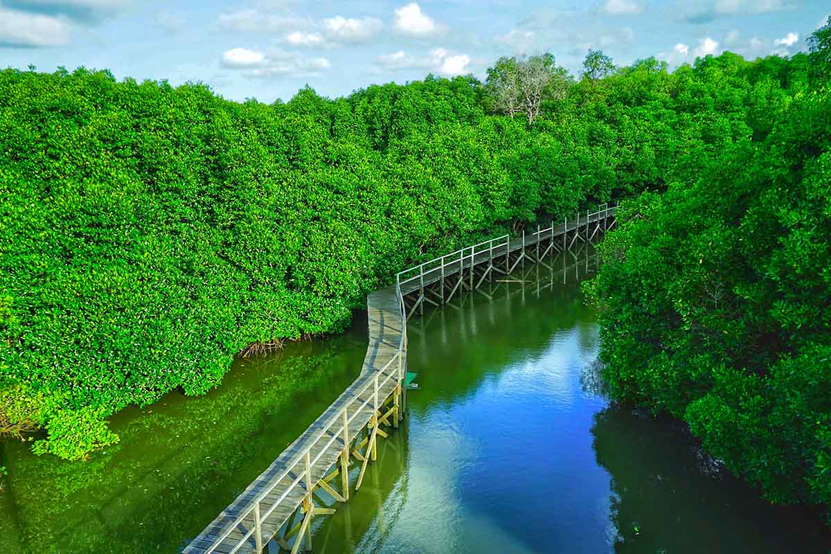 the view of Mangrove Tahura Ngurah Rai