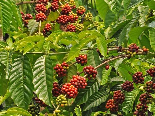 Telemung: Where the Heritage Lives in Banyuwangi