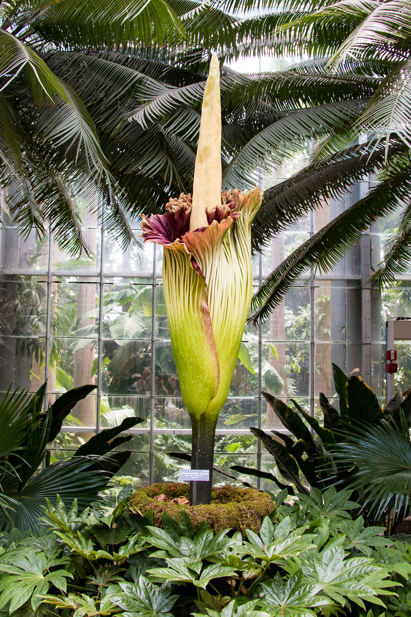 titan arum at Cibodas Botanical Garden West Java
