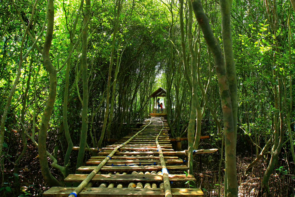 mangrove forest