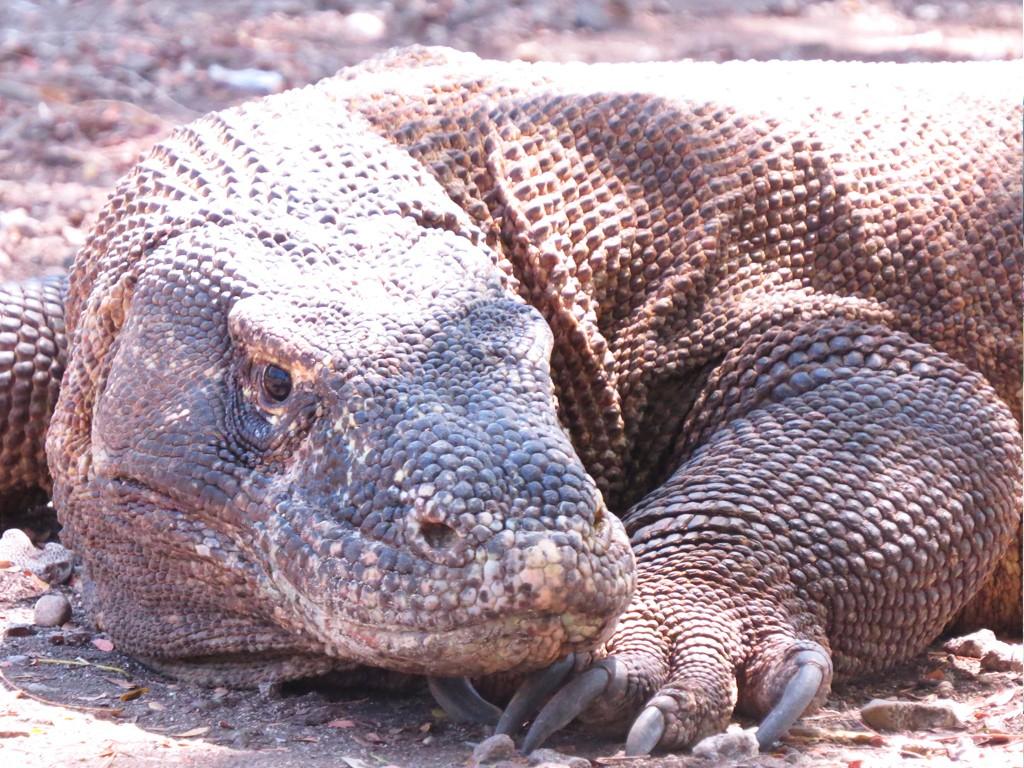 8 Unique Experiences and Adventures in Indonesia