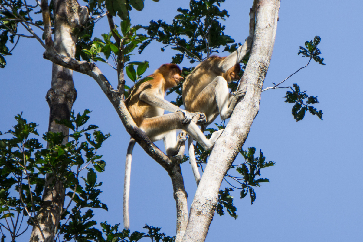 Menyusuri Sungai dengan Perahu Khas Kalimantan Selatan Coba Yuk