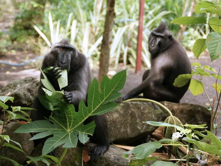 Indonesiens mächtige tropische Regenwälder und einzigartige bedrohte Tierwelt