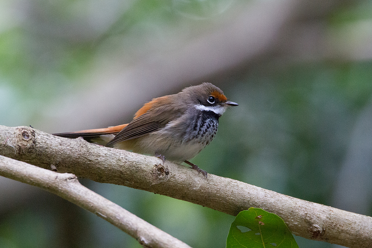 Burung liar Desa Wisata Alamendah, Bandung, Jawa Barat