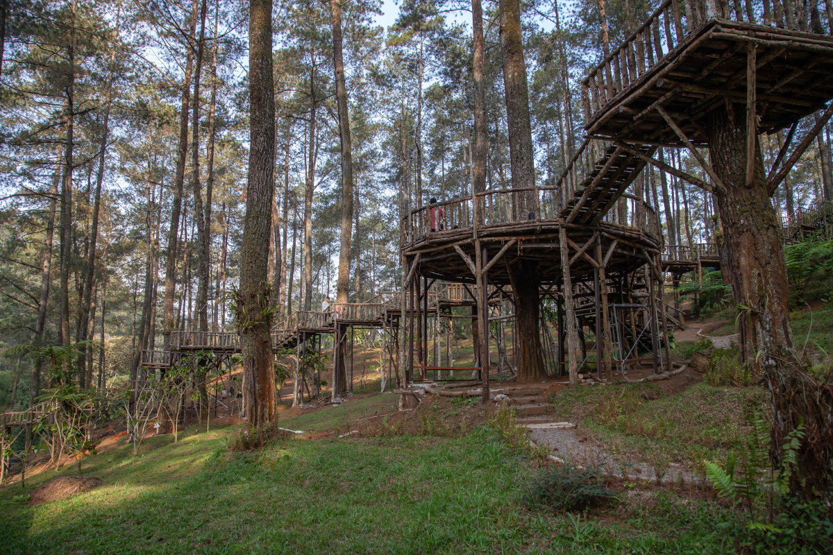 Beautiful Pine Forests in Tropical Indonesia