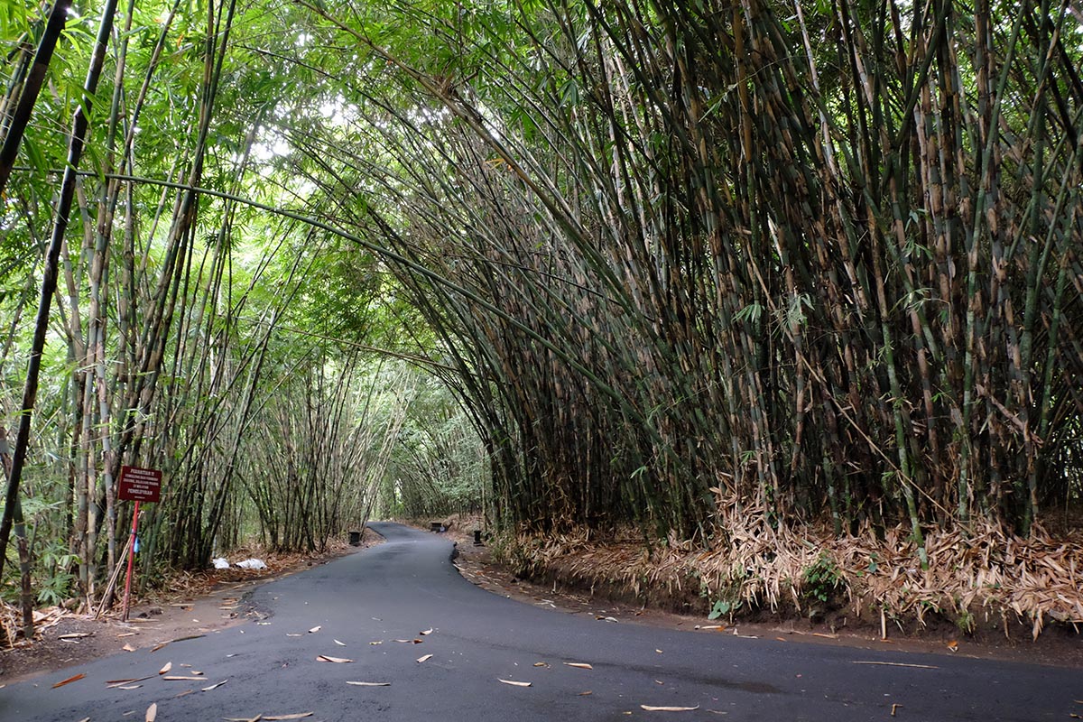 Pemandangan di Hutan Bambu dengan jalanan membelah hutan 