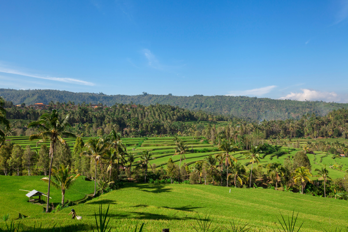 Munduk rice terraces