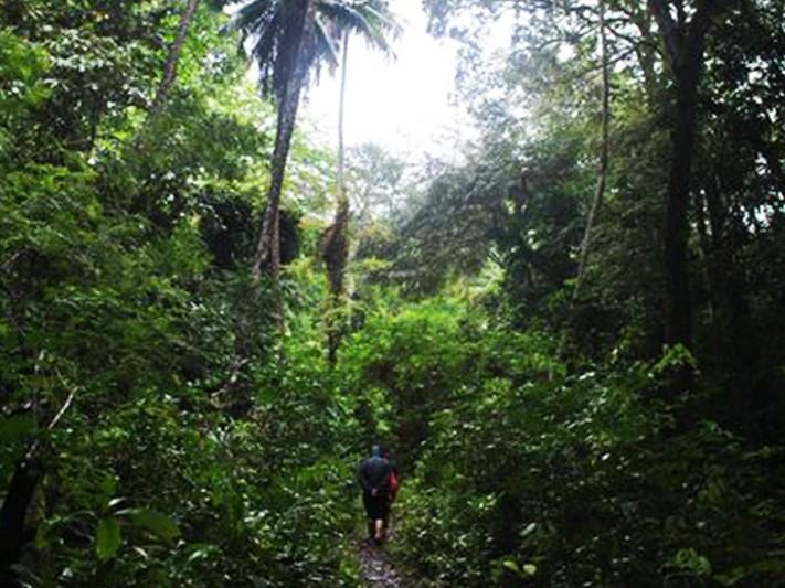 Indonesiens mächtige tropische Regenwälder und einzigartige bedrohte Tierwelt