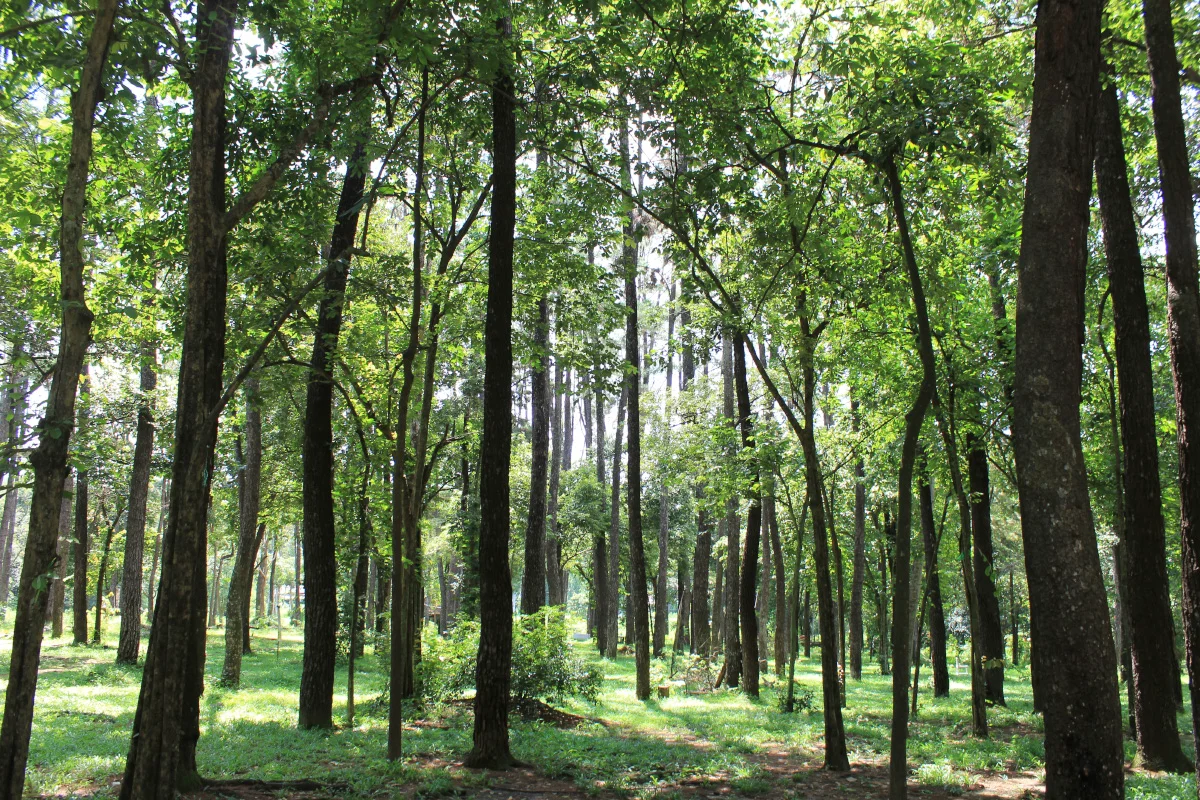 Beautiful Pine Forests in Tropical Indonesia