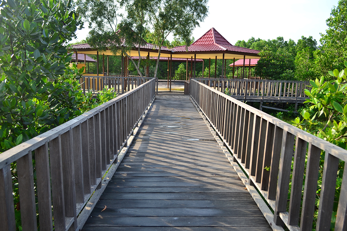 mangrove-bontang