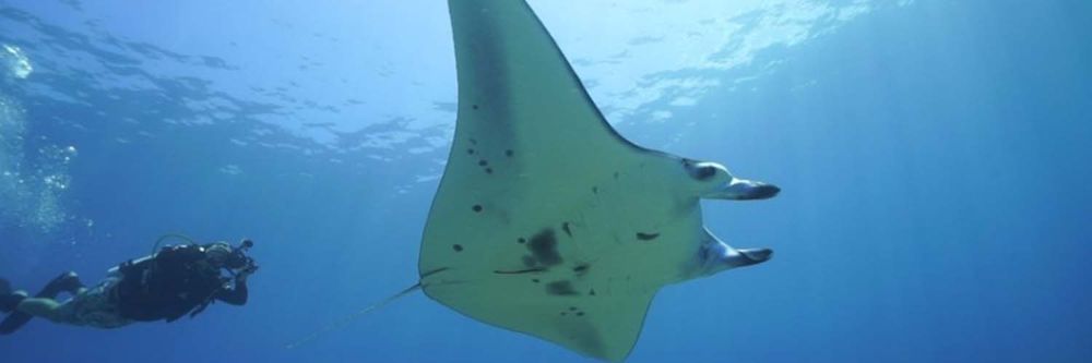 Location in Bali That Divers will Love