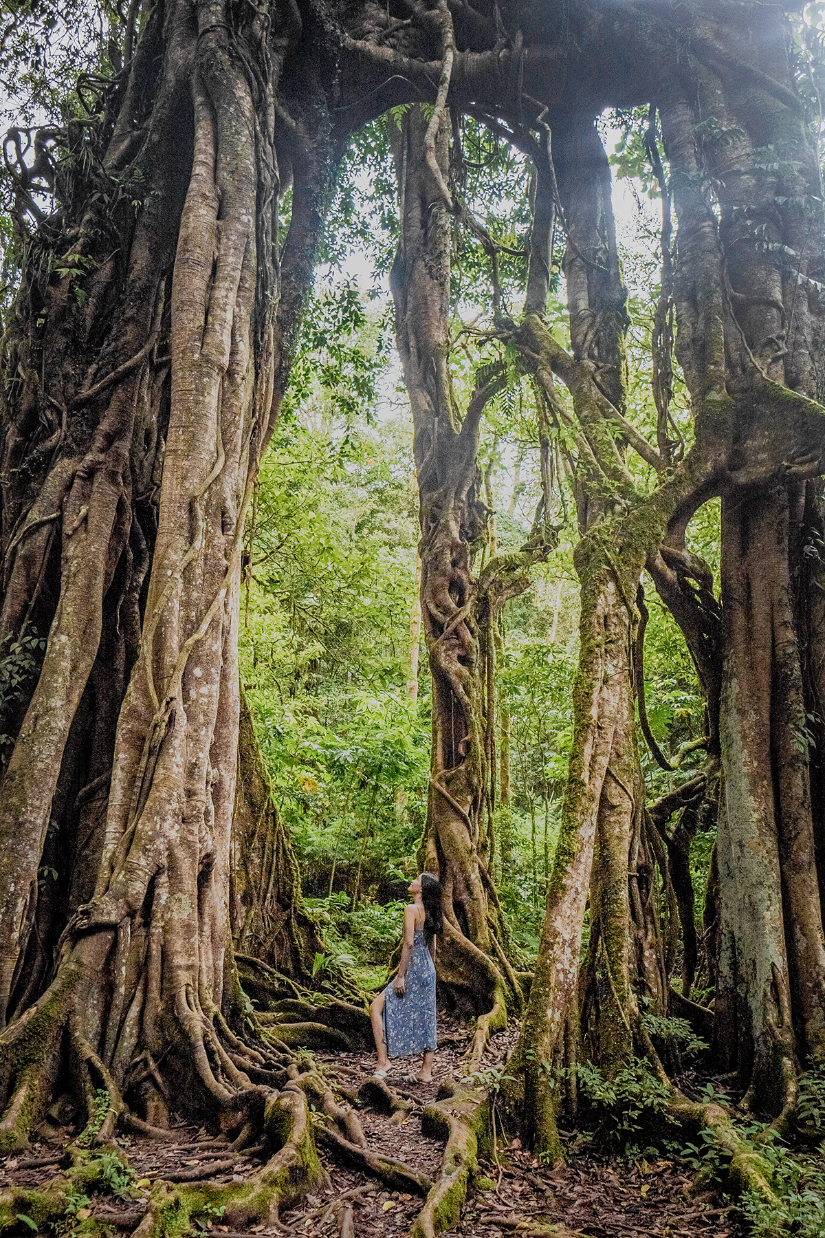 Asri dan megahnya Kebun Raya Eka Karya