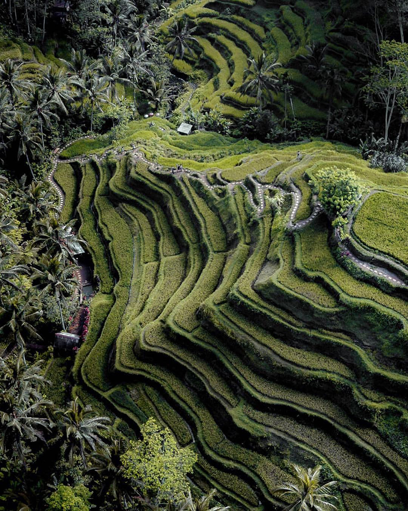 Terasering Tegallalang, Bali, Indonesia
