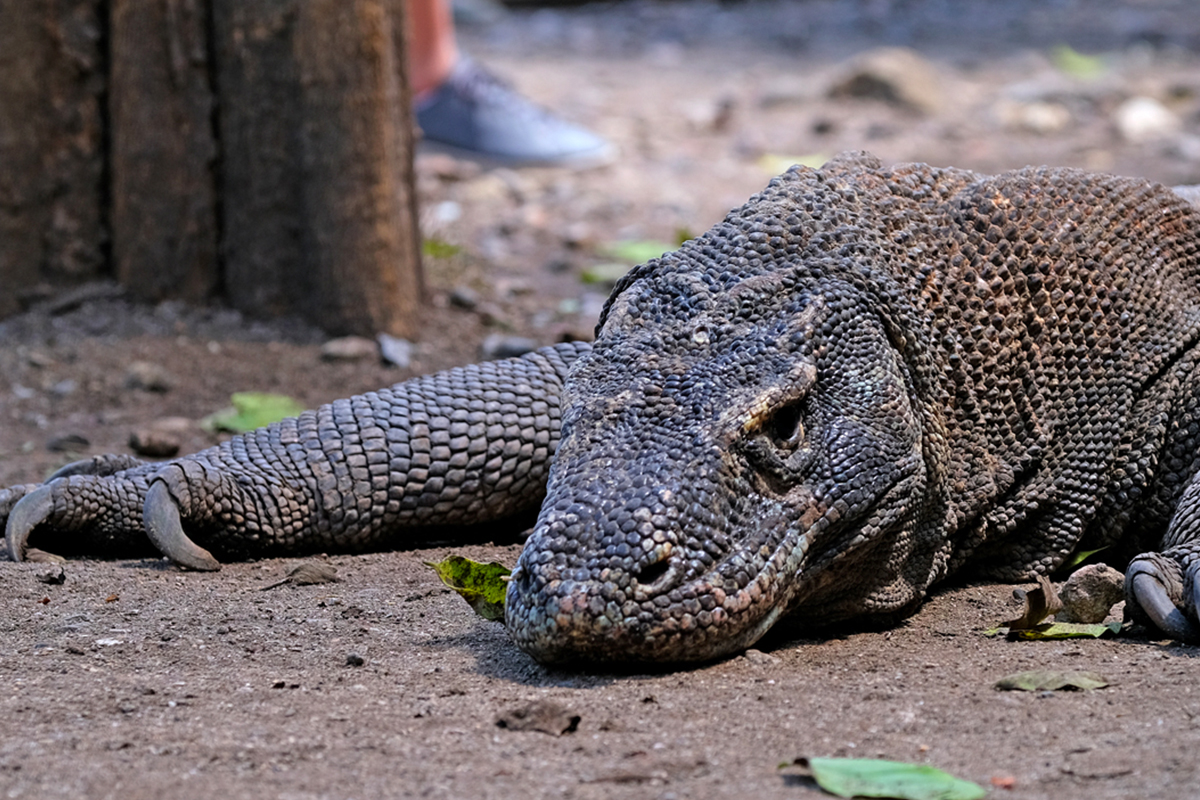 Try This 4D3N Perfect Getaway Plan Around Komodo National Park and Don't Miss the Wonders!