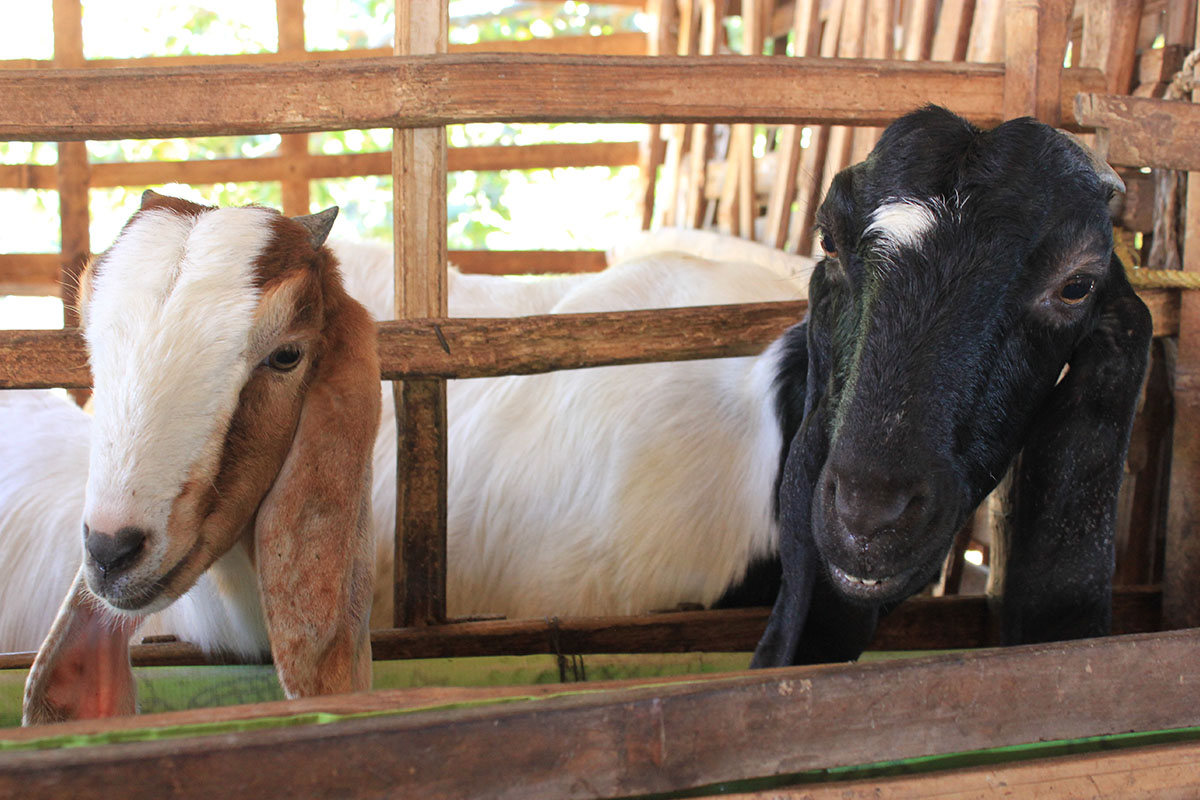 Peternakan kambing etawa di Desa Wisata Nglanggeran, Gunungkidul