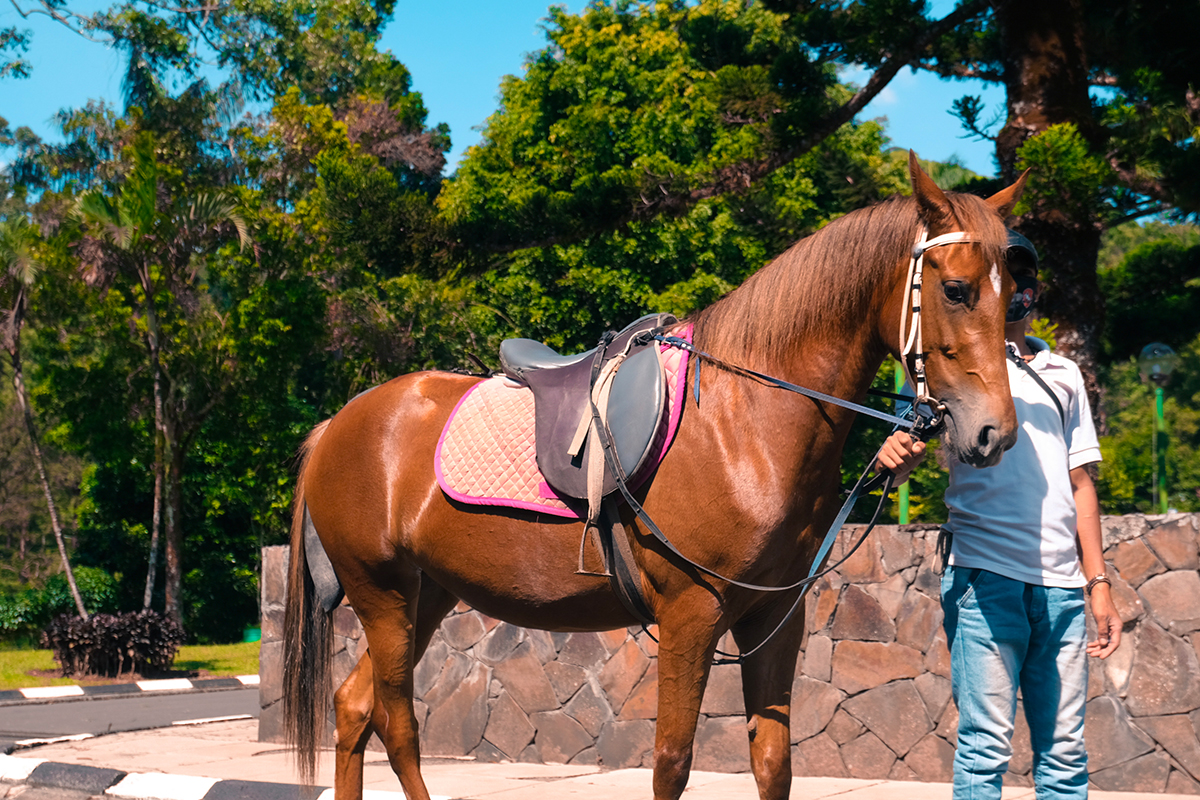 jelajah kebun teh sambil berkuda
