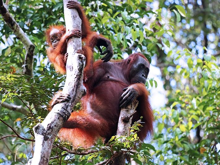 Indonesiens mächtige tropische Regenwälder und einzigartige bedrohte Tierwelt