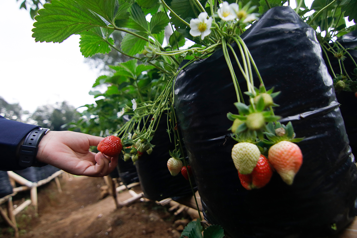 Kebun stroberi Desa Wisata Alamendah, Bandung, Jawa Barat