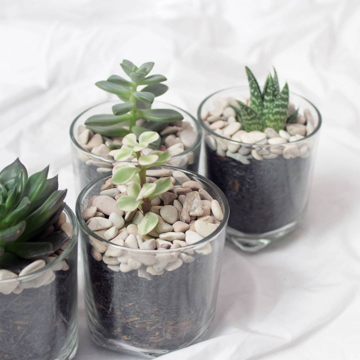 tanaman sukulen mini penyegar suasana milik ABANE Succulent