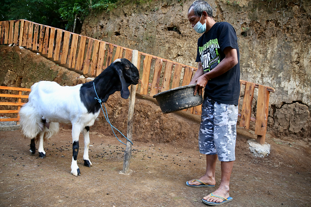 kambing etawa